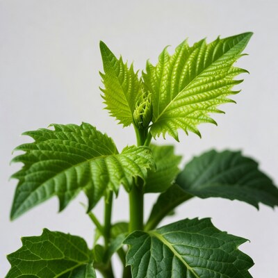 Fresh serrated green leaves on stem