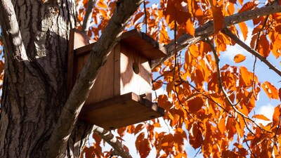 Birdhouse on autumn tree branch