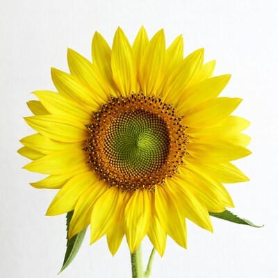Sunflower on white background