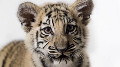 Close-up of cute tiger cub