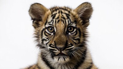 Close-up tiger cub face