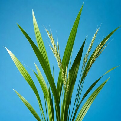 Green rice stalks against blue sky