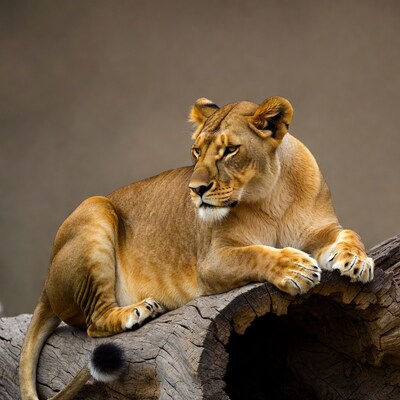 Lioness resting on tree trunk