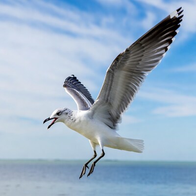 Seagull flying over ocean