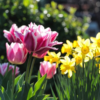 Pink Tulips and Yellow Daffodils in Garden