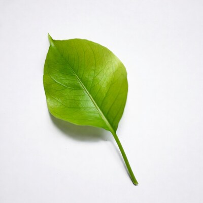 Green leaf on white background