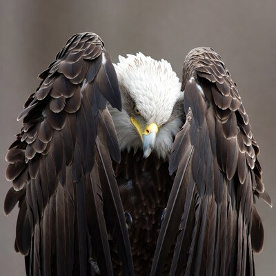 Bald eagle with wings spread