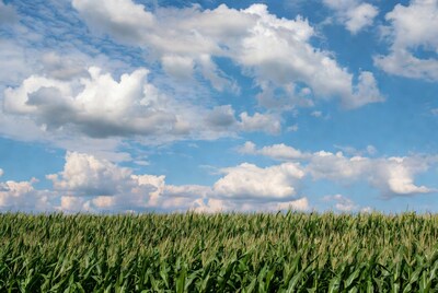Corn Field Under Blue Sky