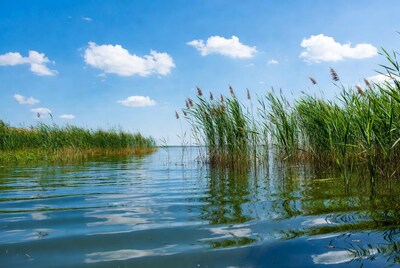 Reeds in Calm Lake Water