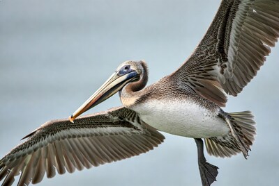 Brown Pelican Flying with Wings Spread