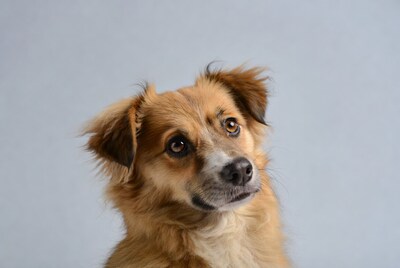 Fluffy brown dog head tilt