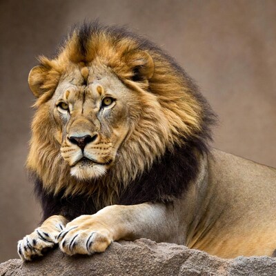 Lion resting on rock