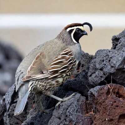 California Quail on volcanic rocks