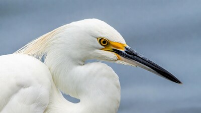 Close-up snowy egret profile