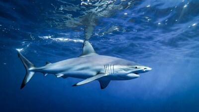 Oceanic Whitetip Shark Underwater