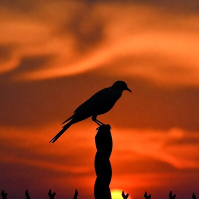 Silhouette bird perched on fence at sunset