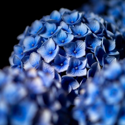 Blue Hydrangea Bloom Closeup