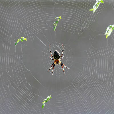 Spider in web with green leaves