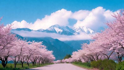 Cherry Blossom Road with Snowy Mountains
