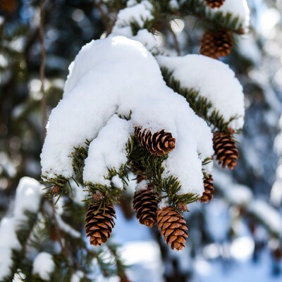 Snowy Pine Branch with Cones