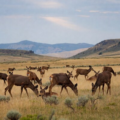 Herd of Mule Deer Grazing in Grassland