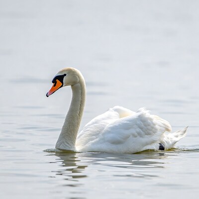 White swan swimming in water