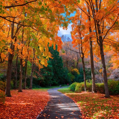 Autumn Path Through Colorful Trees