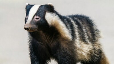 Badger standing on isolated background