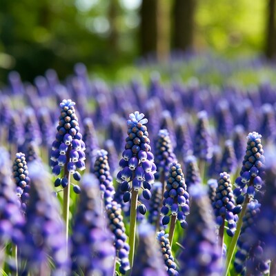 Purple Muscari Flowers in Forest