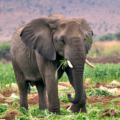 Elephant eating grass in field