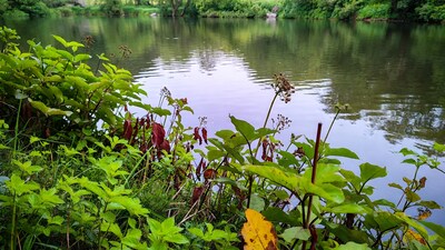 Green plants by calm river