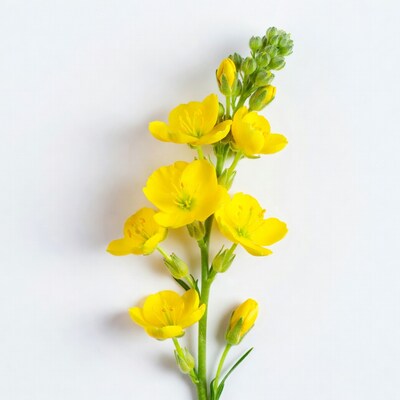 Yellow Lysimachia Flowers on White Background