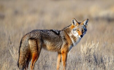 Coyote standing in dry grass