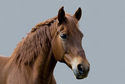 Brown horse profile on gray background