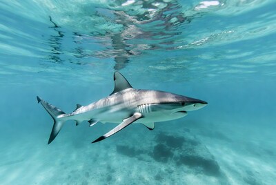 Blacktip shark swimming underwater