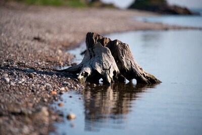 Driftwood roots on pebbly beach shore
