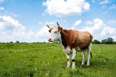 Holstein cow in green field