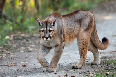 Cougar walking on forest trail