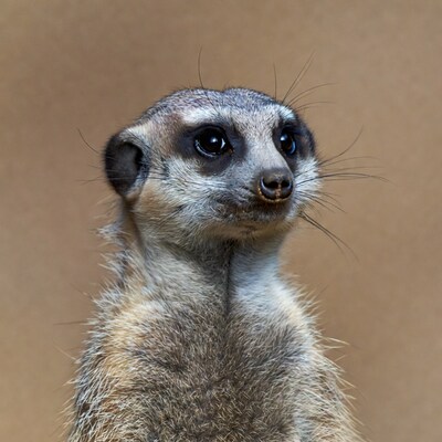 Meerkat standing on beige background