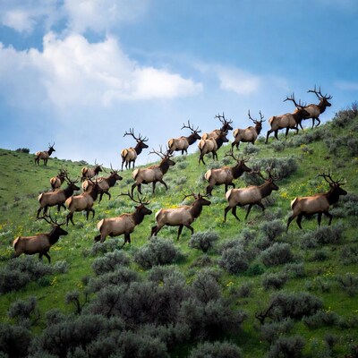 Herd of Elk Climbing Grassy Hillside