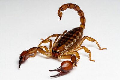 Brown Scorpion on White Background