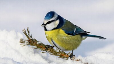 Blue Tit Perched on Snowy Pine Branch