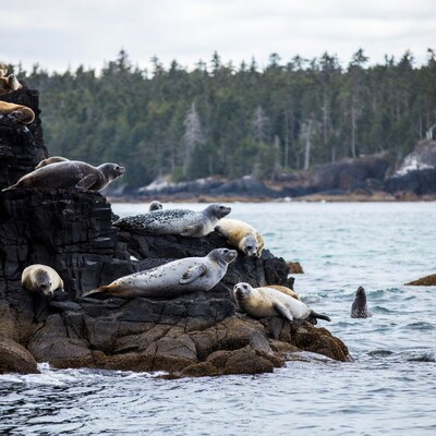 Harbor seals on rocky coast