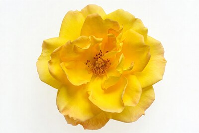 Yellow Rose on White Background