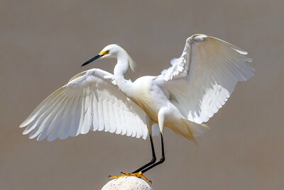 Snowy Egret spreading wings on stone