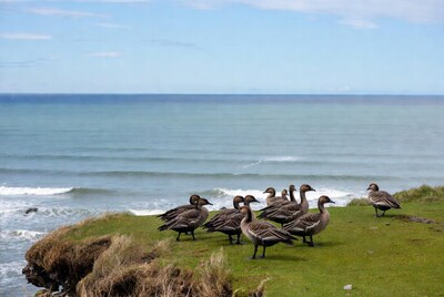 Group of geese on grassy cliff by ocean