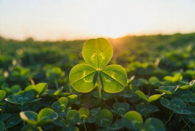 Four-leaf clover in sunlight
