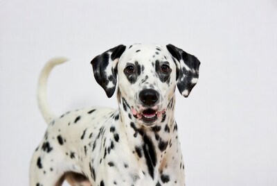 Dalmatian dog on white background