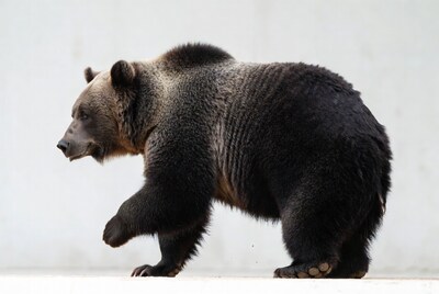Grizzly bear walking on white background