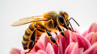 Honeybee on pink flower